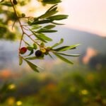 Beyond the Label: Demystifying the Spectrum of Olive Oil Quality and Taste