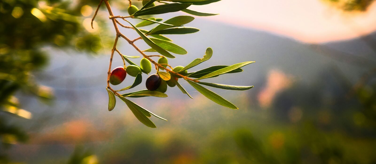 Beyond the Label: Demystifying the Spectrum of Olive Oil Quality and Taste