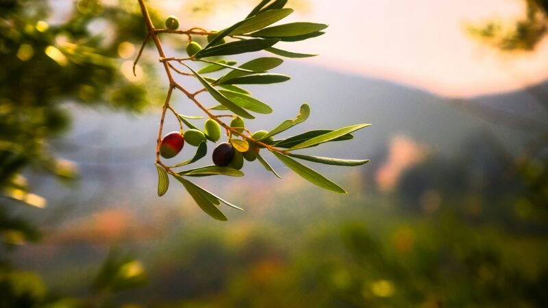 Beyond the Label: Demystifying the Spectrum of Olive Oil Quality and Taste